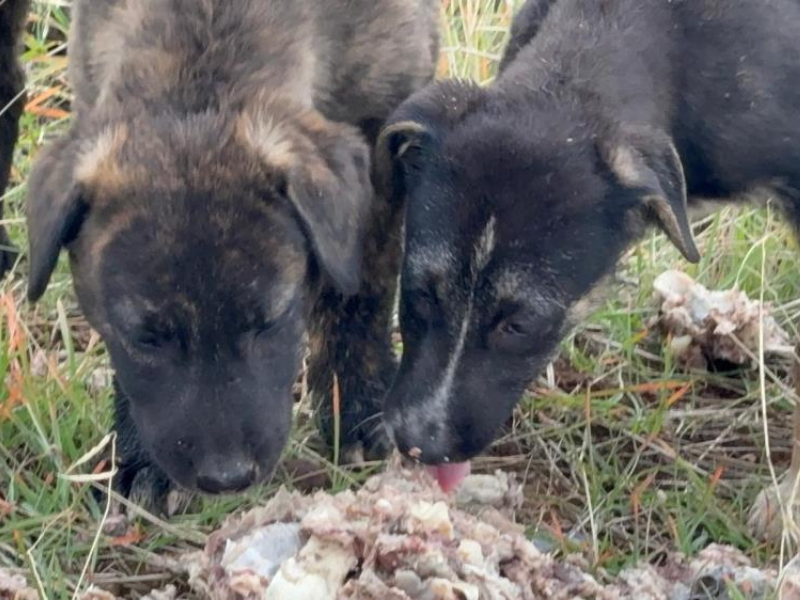 Diyarbakırlı Vatandaştan Sokak Hayvanlarına Büyük Fedakarlık (2)