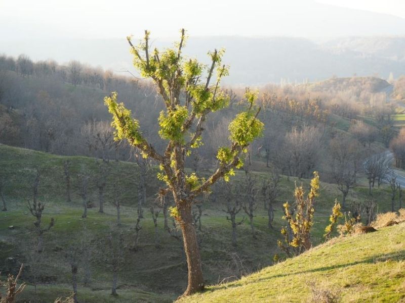 Kış Ortasında Bahar Havası Ağaçlar Yeniden Yeşerdi