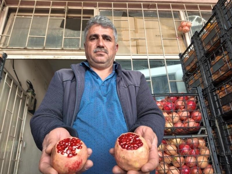 Kuraklık Zivzik Narını Vurdu Verim Yarı Yarıya Düştü