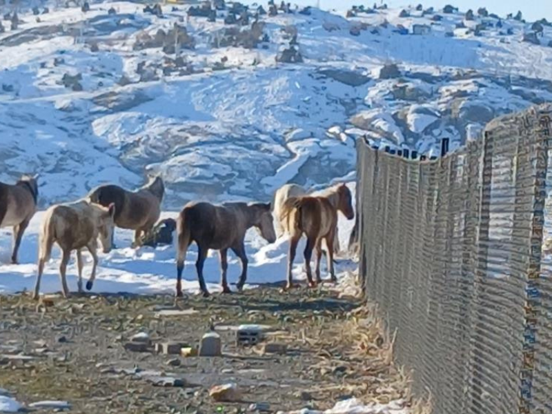 Diyarbakır Kulp’ta Yaban Atları Ilçe Merkezinde Görüldü (2)