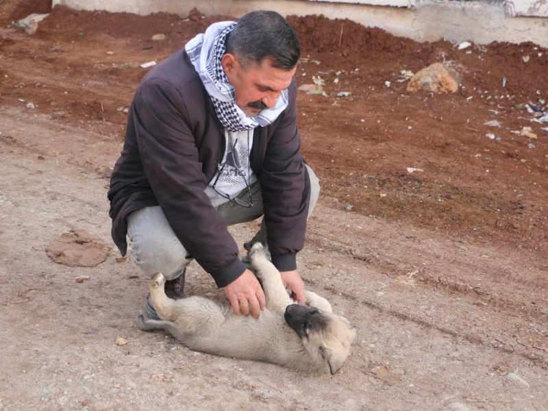 Diyarbakır’da Bir Gönüllünün Sokak Hayvanları Için 10 Yıllık Mücadelesi (2)