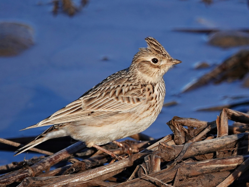 Diyarbakır’da Hevsel Bahçeleri’nde Kuşların Zorlu Kış Mücadelesi (1)