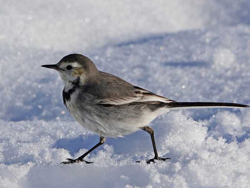 Diyarbakır’da Hevsel Bahçeleri’nde Kuşların Zorlu Kış Mücadelesi (3)