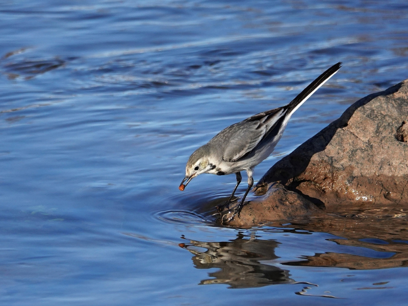 Diyarbakır’da Hevsel Bahçeleri’nde Kuşların Zorlu Kış Mücadelesi (4)