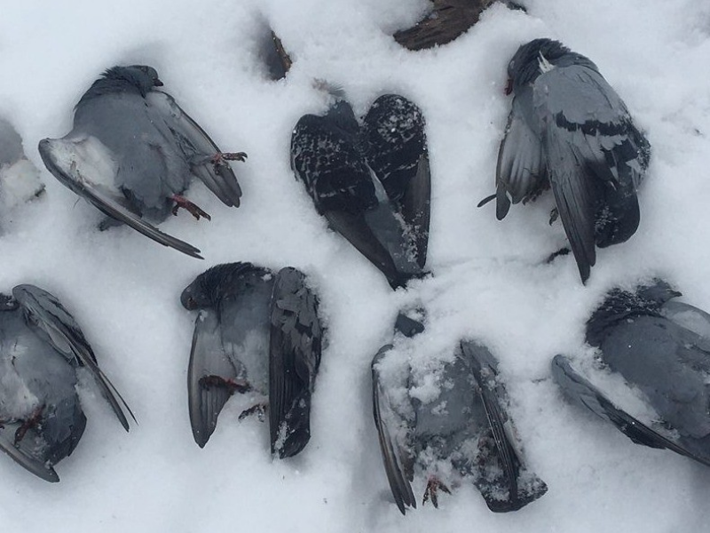 Elazığ’da Güvercinler Donarak Telef Oldu-1