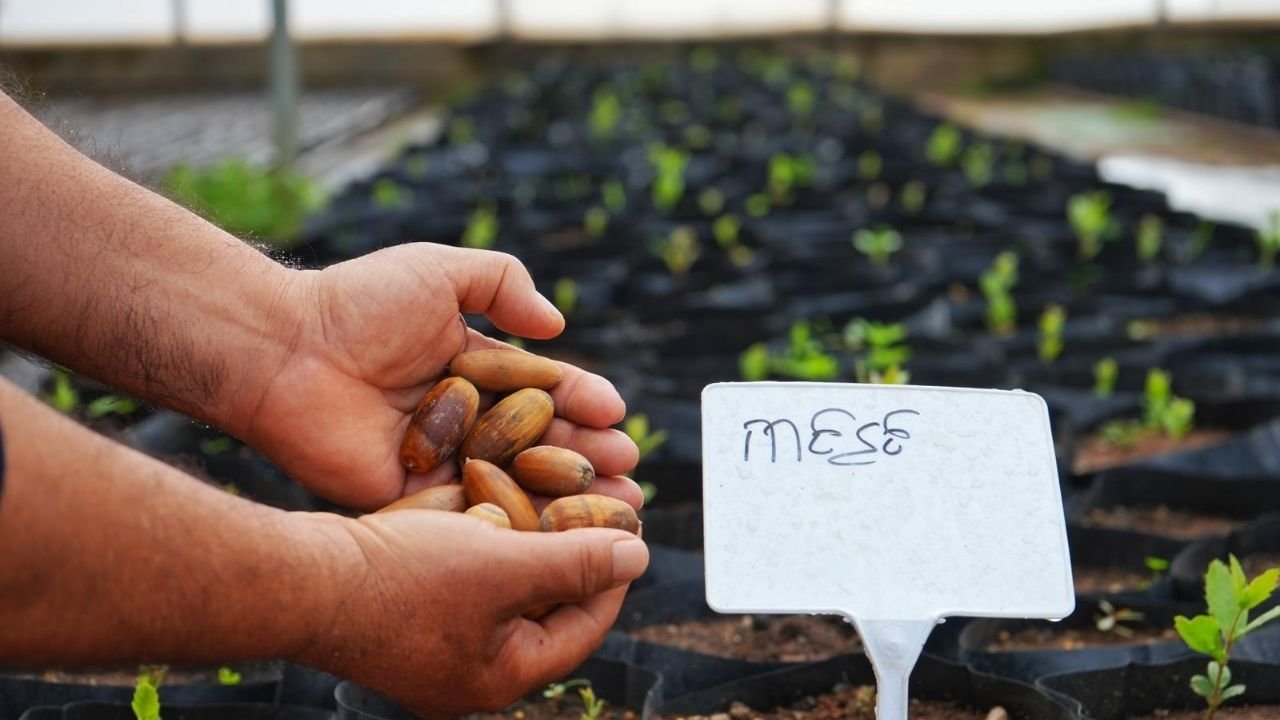 Kayapınar'dan kırsala yeşil dokunuş: 1000 meşe fidesi toprakla buluşacak