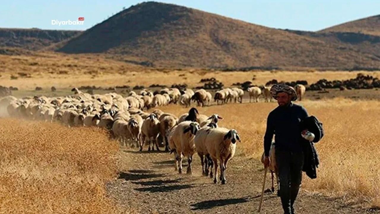 Diyarbakır'da üreticilere iyi haber: Küçükbaş hayvan desteği başlıyor