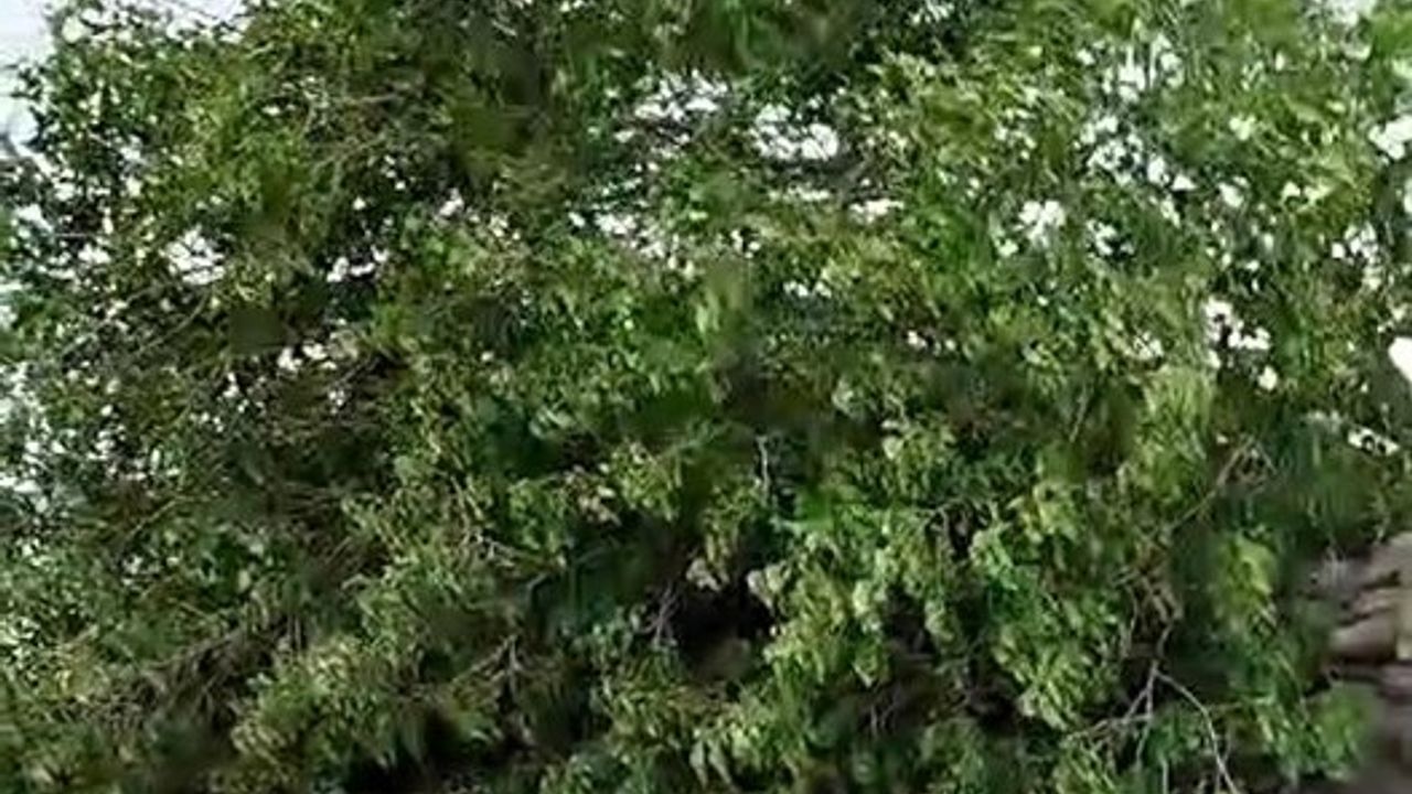 Diyarbakır’da fırtınadan dolayı ağaç devrildi