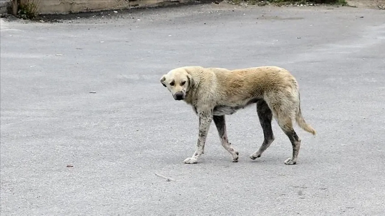 Proposal on stray animals adopted in committee