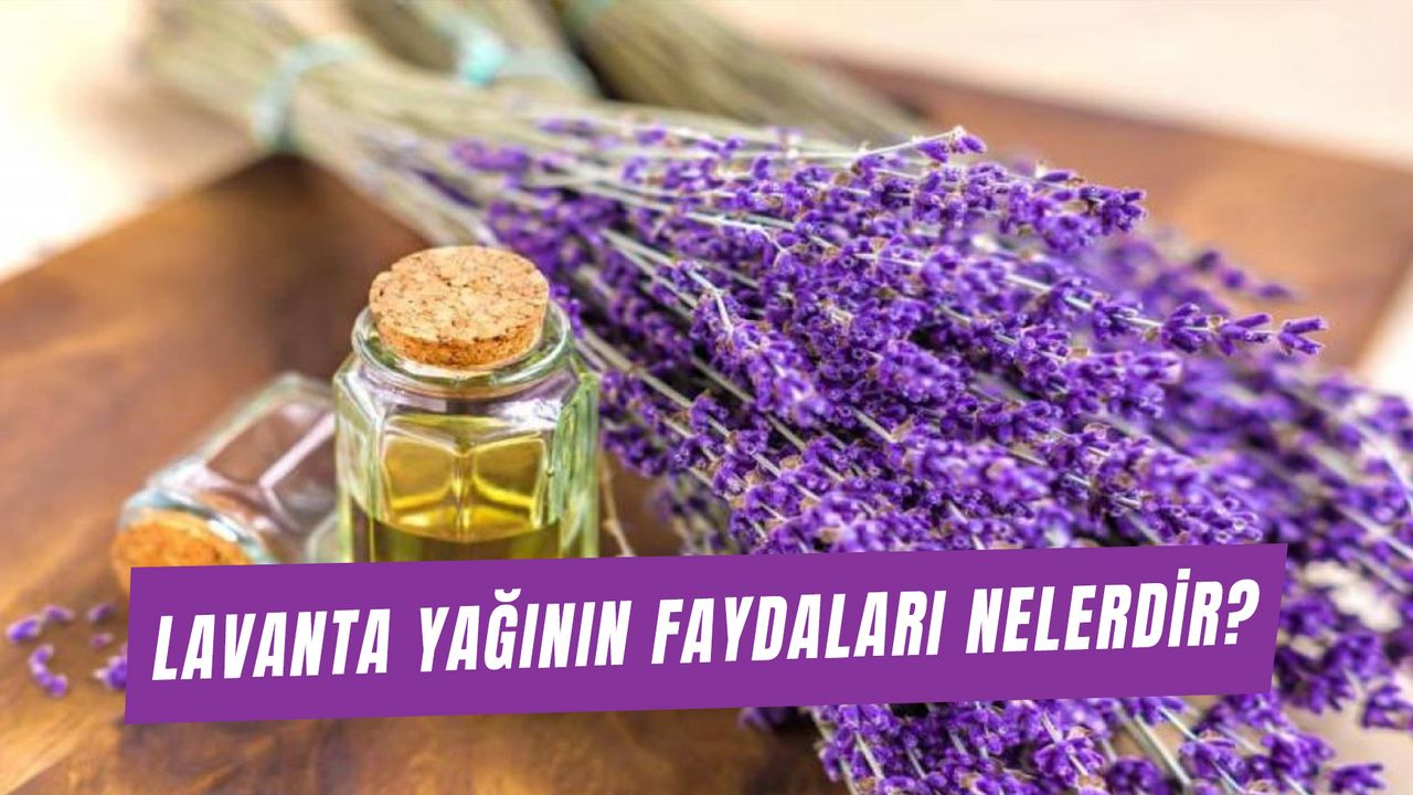 Egzama, Sedef ve Mantardan Eser Bırakmıyor! İşte Lavanta Yağının Faydaları…