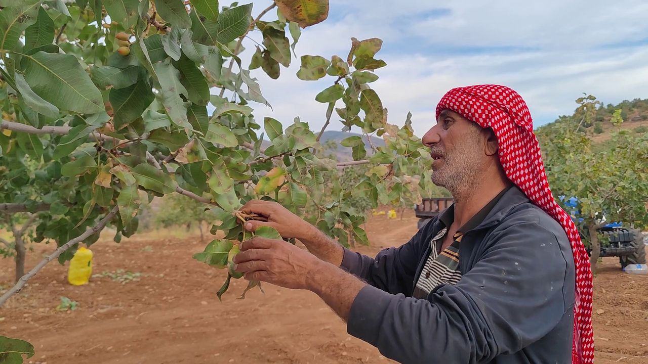 Siirt’te başlayan fıstık hasadı çiftçilerin yüzünü güldürdü