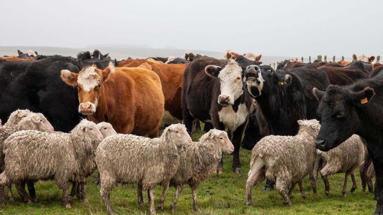 2025 kurban kesim bedeli ne kadar? Yurtiçi ve yurtdışı fiyatlar belli oldu