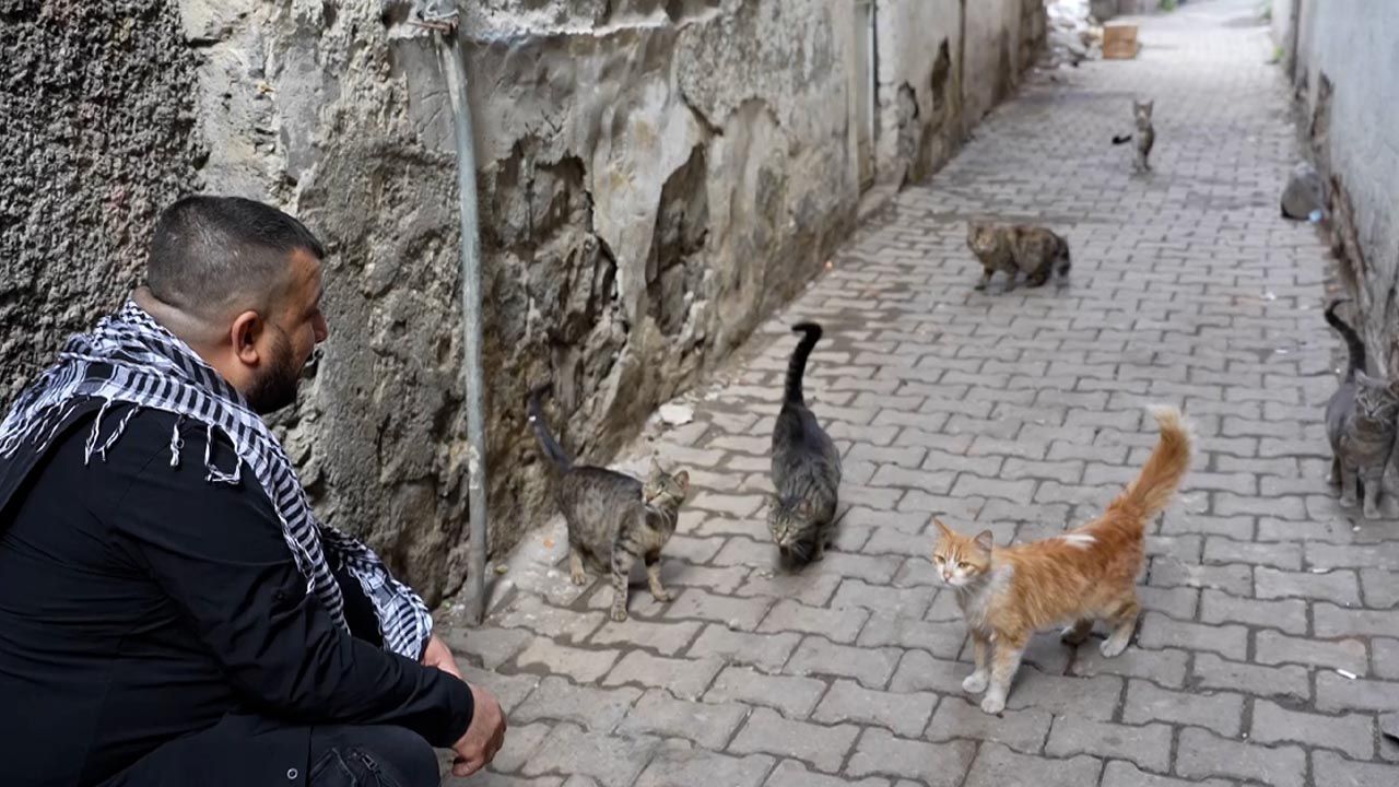 Diyarbakır’ın bu mahallesindeki kediler sadece ciğer yiyor