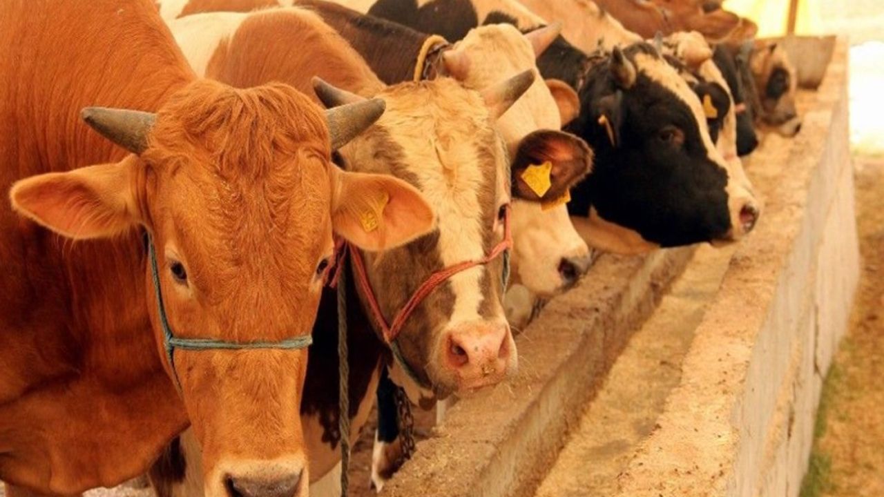 Diyarbakır’da hayvan pazarlarında sahte para uyarısı