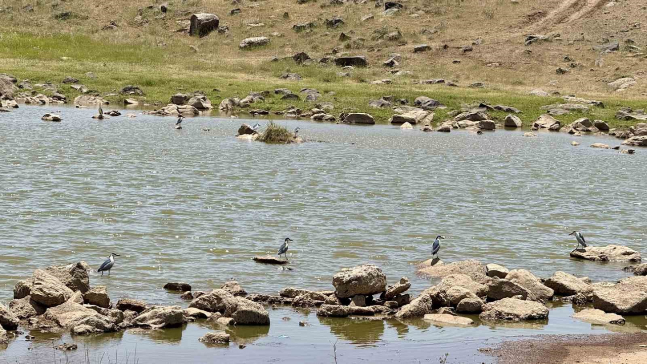 Diyarbakır’da yıllar sonra ilk kez flamingo görüldü
