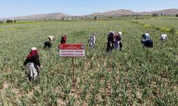 Türkiye'nin en kaliteli sarımsağı aksaray'da üretiliyor