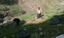 Bitlis’te zorlu yayla muzu mesaisi başladı