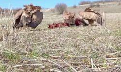 Domuz leşine gelen akbabalar, fotokapana takıldı