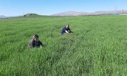 Elazığ’da süne ile mücadele çalışmaları başladı