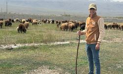 Iğdır'da hayvanlar meraya çıktı