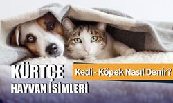 Kürtçe Hayvan İsimleri: Kürtçe Kedi Köpek Nasıl Denir?