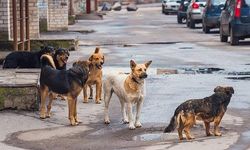 Sokak köpeklerine ne olacak?