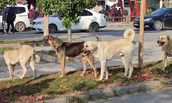 Başıboş köpekler uyutulacak mı?