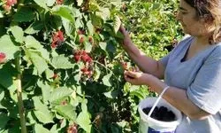 Erzincan'ın Tatlısu Köyü'nde böğürtlen hasadı başladı