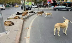 Ahlat’ta köpek zehirlenmesi iddiaları üzerine Valilikten açıklama