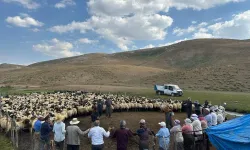 Yüksekova yaylalarında hayvan küpeleme ve aşılama çalışmaları başlatıldı