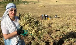 Yüksekovalı kadınlar sezonun ilk nohut hasadını elleriyle gerçekleştirdi