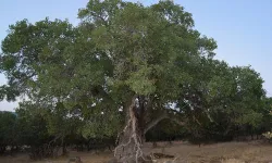 Dicle İlçesi’ndeki bin yıllık tarihi ağaç için koruma çağrısı