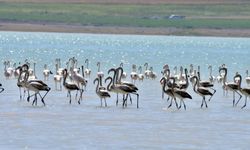 Bitlis’te Flamingo göçü: Arin Gölü'nde görsel şölen