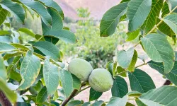 Hakkari'de çiftçiler ceviz ağaçlarına yöneliyor