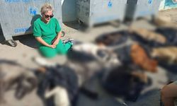 Gebze'de 30 köpek ve 14 kedinin öldürülmesi üzerine Belediye Başkanı'ndan açıklama