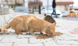 Antalya’da şüpheli kedi ölümleri! İnceleme başlatıldı