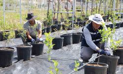 Diyarbakır'da aronya ve yaban mersini üretimi başlatıldı