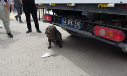 Kontrolünü kaybeden pitbull kadına saldırdı