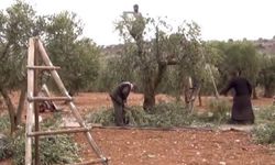 Afrin’de silahlı gruplar Kürt vatandaşın bin zeytin ağacına el koydu