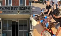 Diyarbakır’da koyunun karnından uyuşturucu çıktı!