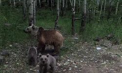 Ayıların doğal halleri kamerada: Kimi izledi, kimi kaçtı