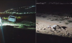 Karayolunda korkunç görüntüler: Sürü araçların arasında kaldı