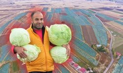 Muş Ovası’nda lahana bereketi: Hedef 150 milyon