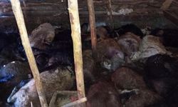 Yıldırım 45 küçükbaşı telef etti