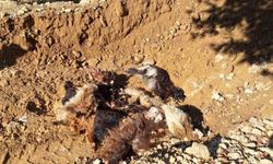 Batman’da kurt saldırısı: 10 hayvan telef oldu