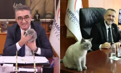 Belediye başkanının kedisine de kayyum atandı