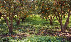 Diyarbakır’da Akdeniz iklimi portakal ve limon yetiştiriyor