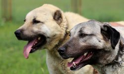 Erzurum’da sokak köpeği kalmadı, gözler Diyarbakır’a çevrildi