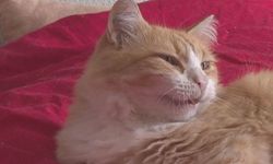 Mahkeme kediye ev hapsi ve 100 bin lira para cezası verdi