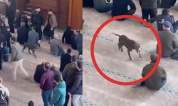 Camiye pitbull girdi, ortalık karıştı